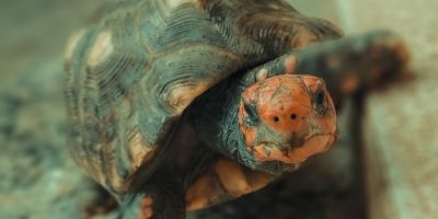 close up of tortoise on stone surface outdoors