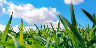 vibrant green wheat field under blue sky