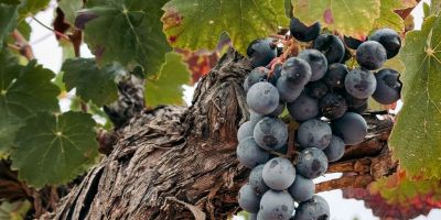 vineyard grapes in requena valencia